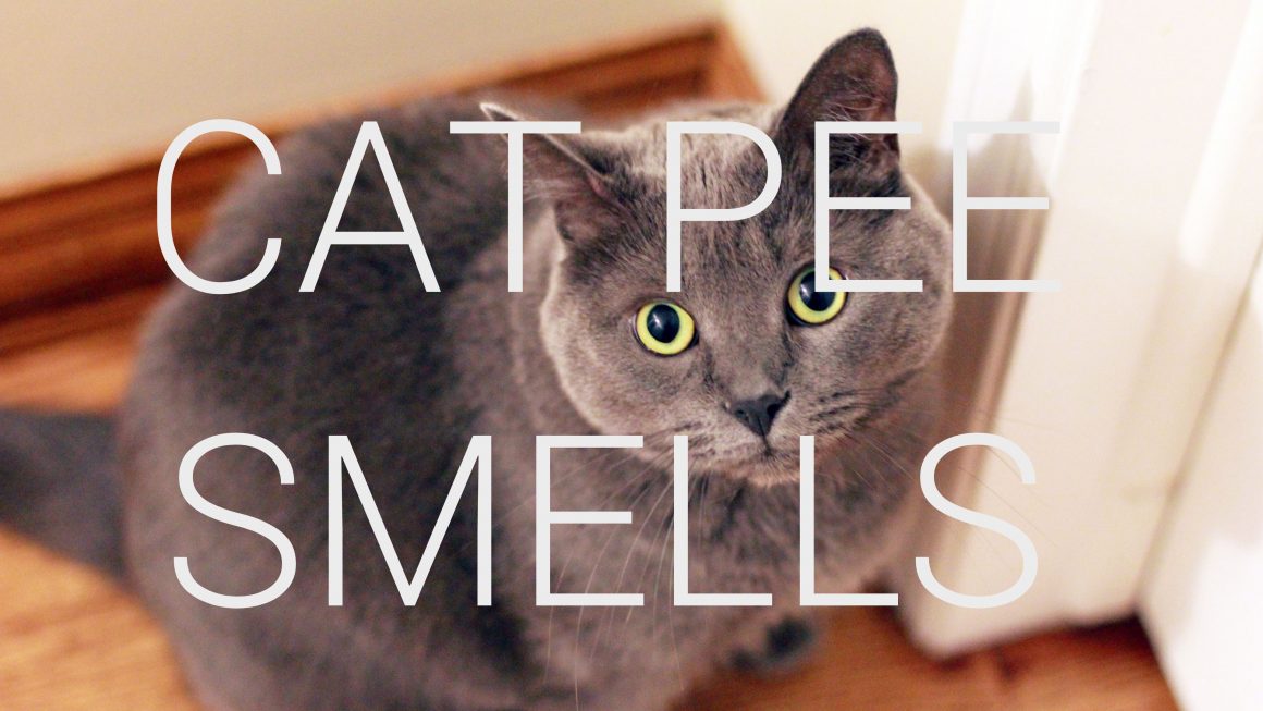 cat pee smells